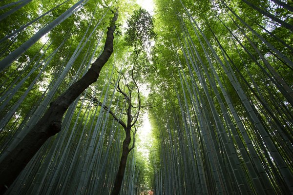 Où trouver les meilleurs sentiers pour une randonnée dans les forêts de bambous au Japon ?